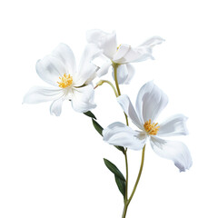 White flower on transparent background, ultra-realistic flower photography