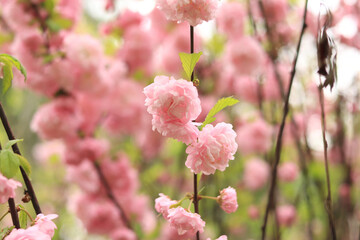 Prunus triloba Plena. Beautiful pink flowers on a bush branch close-up. Flowers with selective focus, natural background - obrazy, fototapety, plakaty