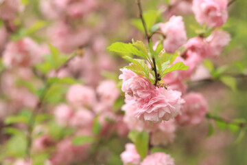 Prunus triloba Plena. Beautiful pink flowers on a bush branch close-up. Flowers with selective focus, natural background