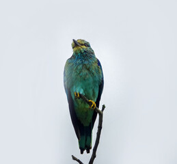 Roller (Coracias garrullus) dries its feathers after a rain on top of a dry tree, the wings are lowered