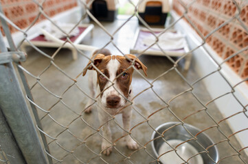 Dog Adoption Rescue Animal Shelter Kennel Adopt Afraid Sad Scared Abandoned Looking - obrazy, fototapety, plakaty