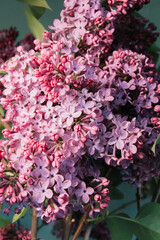 Fototapeta premium beautiful fresh garden lilac flowers 