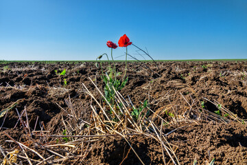 Ruderal vegetation. Poppies are like field weed (agrestal) in agricultural fields. Redweed (Papaver rhoeas) on edge of field, spring tillage - obrazy, fototapety, plakaty