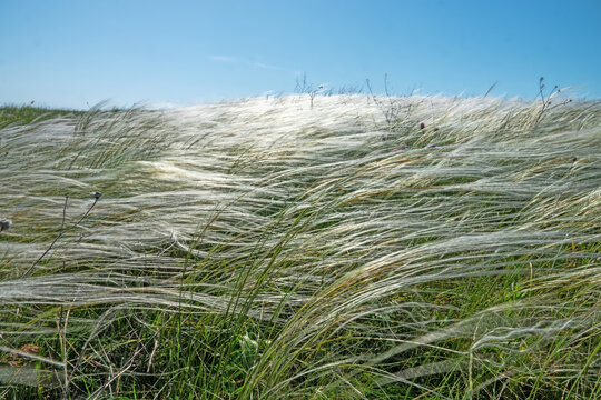 A plot of dry steppe. Needle grass (Stipa lessingiana) or Stipa pontica or Stipa ucrainica. Kerch Peninsula, Crimea