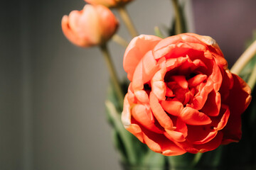 Unusually beautiful tulips on a dark background 