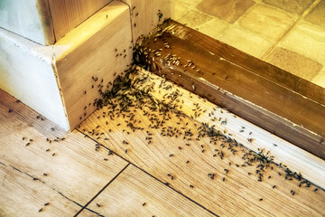 A villager's nightmare. Tree ants breed in the house and undermine wooden walls and floors. Swarming of breeding ants, winged females - obrazy, fototapety, plakaty
