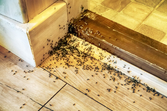 A villager's nightmare. Tree ants breed in the house and undermine wooden walls and floors. Swarming of breeding ants, winged females