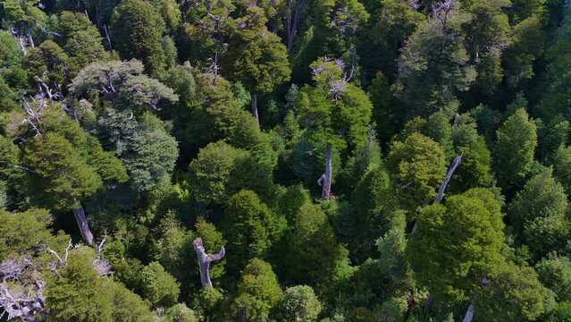 Bosque Chileno parque Nacional