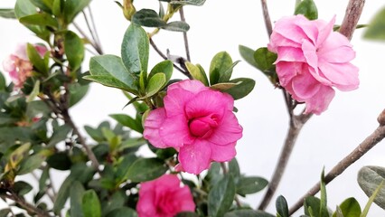 Beautiful pink azalea flower or saliyah is a type of flowering plant of the family Ericaceae and genus Rhododendron.
