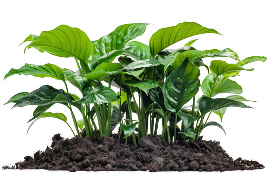 Healthy Hosta Plants in Soil with Vibrant Green Leaves Isolated on a transparent background