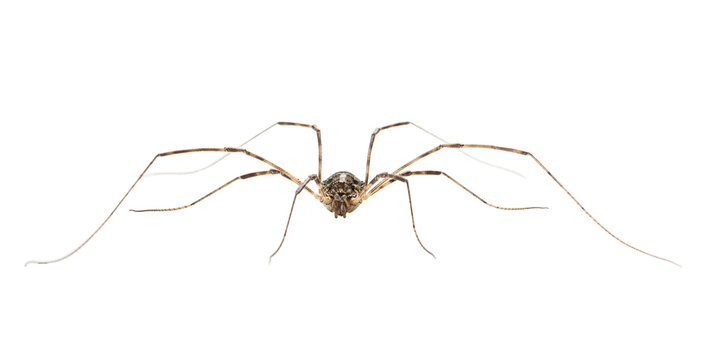 Macro of Harvestman spider