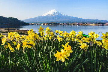 河口湖から富士山と水仙