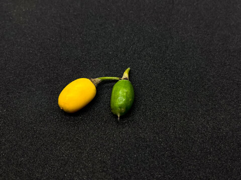 Wild fruits Manilkara hexandra ( isolated on black background) is a species of tree in the Sapotaceae family.