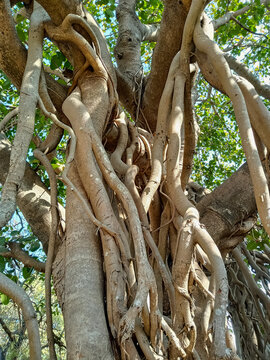 Banyan tree is the national tree of India.
(Ficus bengalensis)