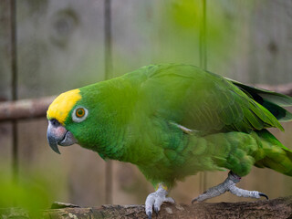 Rocky Yellow Nape Amazon Parrot Headshot. Portrait of Amazona ochrocephala or yellow crowned parrot, Yellow Napped Parrot Perched on a Branch