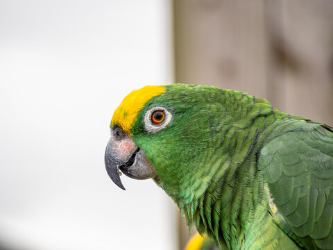 Rocky Yellow Nape Amazon Parrot Headshot. Portrait of Amazona ochrocephala or yellow crowned parrot, Yellow Napped Parrot Perched on a Branch