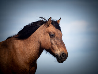 Wild Horse portrait in motion against beautiful sky, Close-up of the head of a beautiful brown horse with long black mane