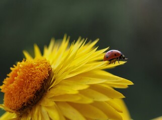 Marienkäfer krabbelt auf Strohblume © Beate Vogl