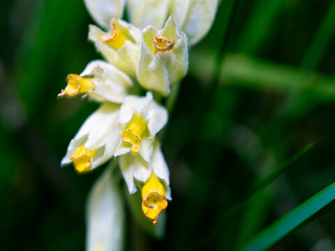 Close up macro photograph of wild Cowslip primrose flowers. Also known as fairy cup.