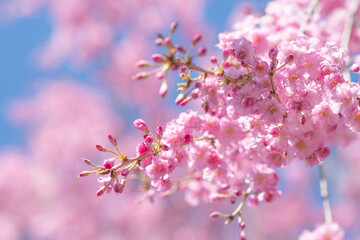 Japanese cherry tree bloom, copy space spring background image, selective focus bright natural spring background