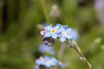 Fleurs de Myosotis en gros plan © manemos