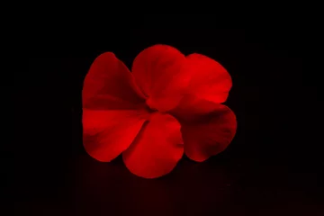 Fototapeten Flor pensamiento con luz roja © alfonsosm
