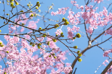 Japanese cherry tree bloom and early leafs blue sky , copy space spring background image bright exposure, natural backgrounds