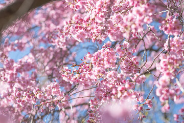 Japanese cherry tree bloom, copy space spring background image, selective focus bright natural...