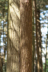 Obraz premium Tree bark texture copy space woodland backgrounds