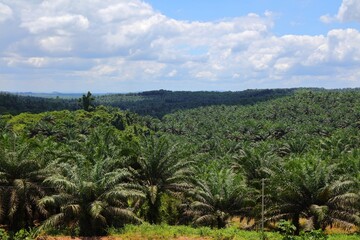 Oil palm plantation in Borneo, Malaysia