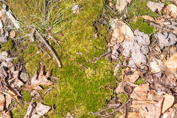 Moss dirt and dry leafs background image, natural authentic copy space graphic resources