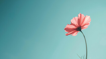 Fototapeta premium Flower minimal background the beauty that can be further developed is a variety of graphic designs
