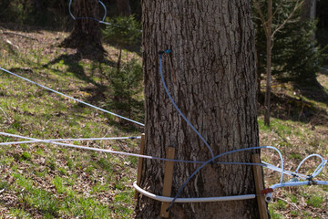 maple syrup extraction tubes in the forest 