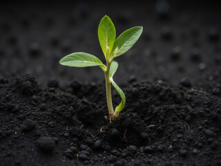 Fototapeta premium sprouting plant in a black soil