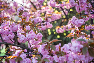 Blossoming cherry branches on bright sunny day in spring park in Prague in sunset time.