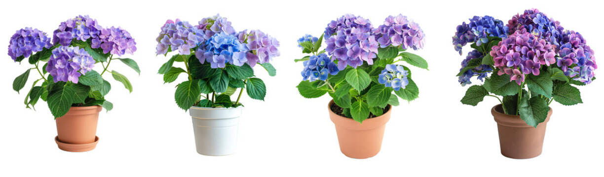 hydrangea plant pot  with flowers  isolated on transparent background