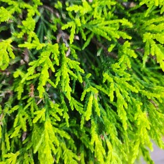 green leaves background