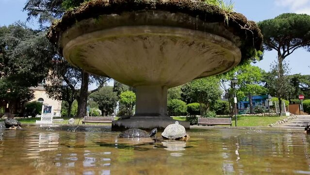 Ancient fountain seen from below with turtles swimming and resting in the sun, city park in the background.