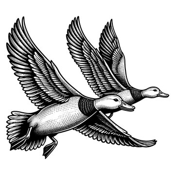 pair of mallard ducks in flight, showcasing detailed feather patterns sketch engraving generative ai fictional character PNG illustration. Scratch board imitation. Black and white image.