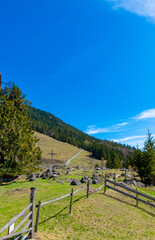 Alpine Landscape in Kaisertal: Serene Sunny Day with Lush Meadows and Forested Hills (Ritzaualm, Ausria)