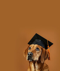 Dog wearing Graduation Cap on a Brown Background with Space for Copy