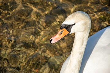 Portrait of a white swan. Swan close-up.