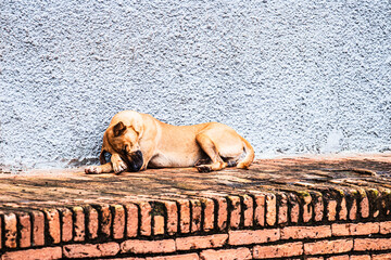 Cachorro dormindo na calçada - obrazy, fototapety, plakaty