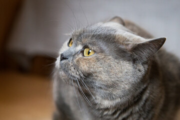 Portrait of a British Shorthair cat in the house.