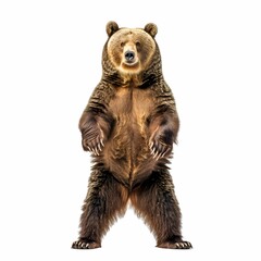 Fototapeta premium A brown bear stands on its hind legs and looks at the camera