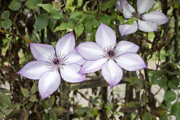 Beautiful Clematis flowers.