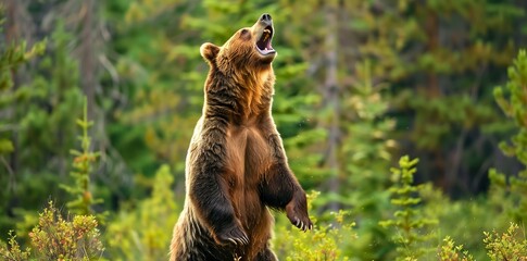 A bear is standing in a forest and making a loud noise - obrazy, fototapety, plakaty