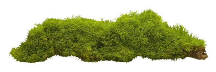 PNG Green moss vegetation plant green. 