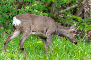 Deer grazing (Bavaria, Germany)