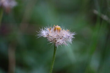 close up of dry weed flower, tridax daisy or coatbuttons flower
